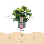 Hydrangea 'Magical Jewel Pink' (hydrangea) – pink – 2 plants, Ø23 cm, 55 cm high