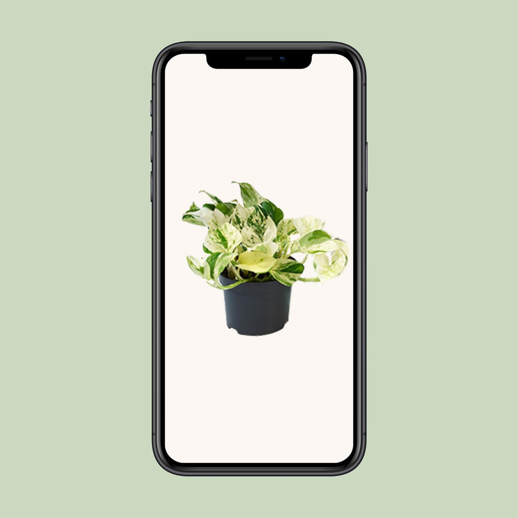 Epipremnum Happy Leaf (Scindapsus) – Ø 12 cm, 15 cm hoch