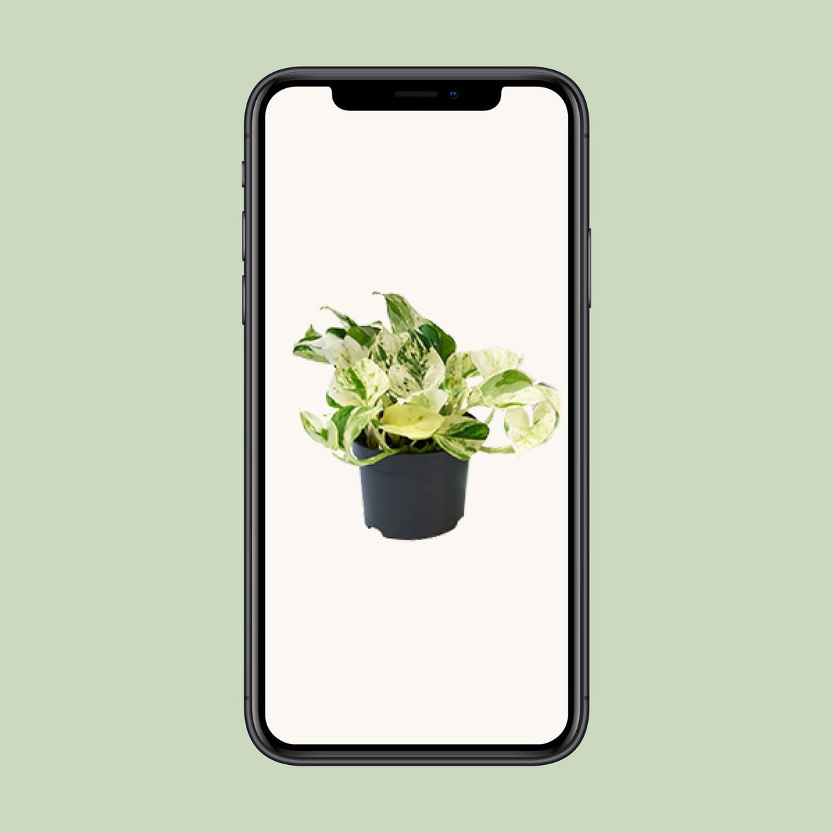 Epipremnum Happy Leaf (scindapsus) – Ø12 cm, 15 cm høj