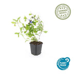 Ceratostigma plumbaginoides (Bleikraut) – 48 Pflanzen, Ø9 cm, 10–25 cm hoch