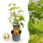 Acer palmatum 'Orange Dream' (Japanischer Ahorn) – orange – 3 Pflanzen, Ø 12 cm, 35 cm hoch