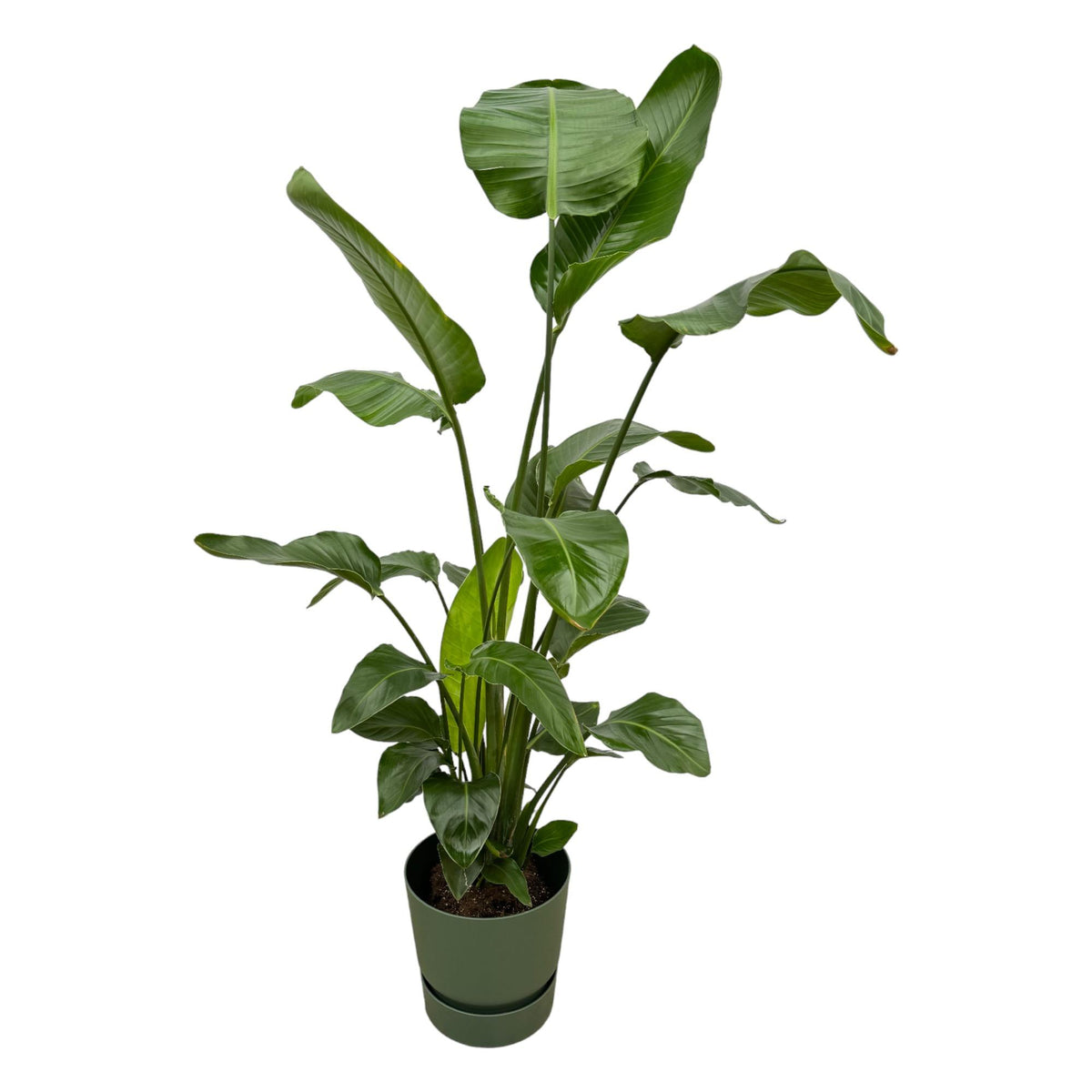 Strelitzia nicolai (vit paradisblomma) i rund prydnadskruka Greenville grön – Ø30 cm, 160 cm hög