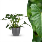 Philodendron Lacerum dans pot de présentation gris – Ø19 cm, 65 cm de haut