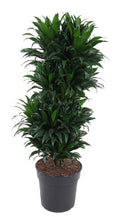 Dracaena Compacta Vertakt (drakenboom) – Ø27 cm, 100 cm hoog