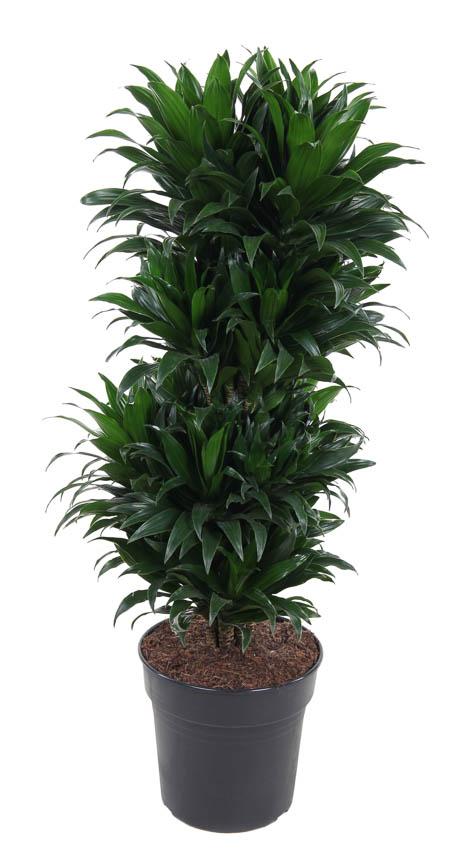 Dracaena Compacta Vertakt (drakenboom) – Ø27 cm, 100 cm hoog