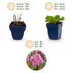 Bergenia cordifolia (Schuhblatt) – rosa – 24 Pflanzen, Ø11 cm, 15–25 cm hoch