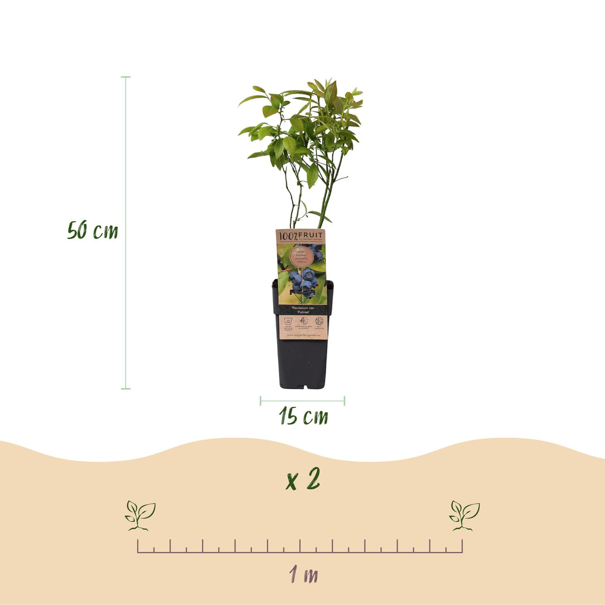 Vaccinium corymbosum 'Patriot' (myrtille) – 2 plants, Ø15 cm, 50 cm de haut – photo 3