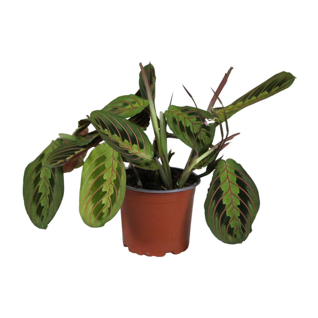 Maranta leuconeura Fascinator (plante prieuse) – Ø12 cm, 30 cm de haut