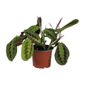 Maranta leuconeura Fascinator (plante prieuse) – Ø12 cm, 30 cm de haut