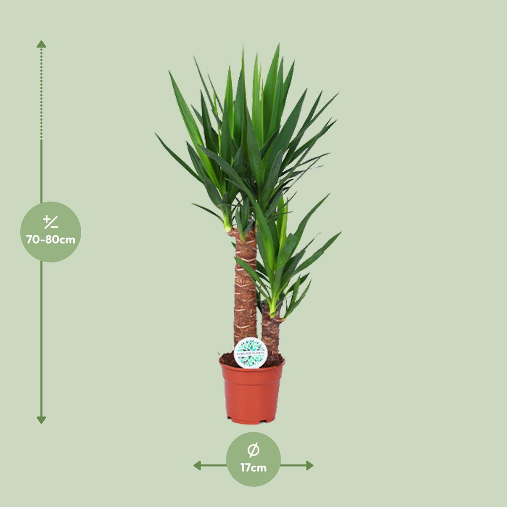 Yucca – Ø 17 cm, 80 cm hoch