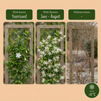 Trachelospermum jasminoides (jasmin de Toscane) – blanc – 6 plantes, Ø9 cm, 35 cm de haut