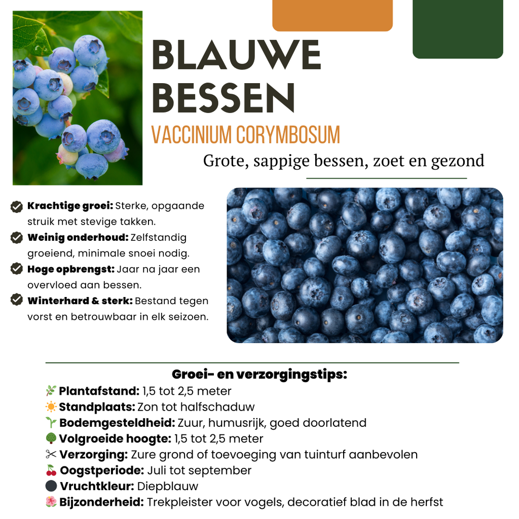 Organic bunchberry (Vaccinium corymbosum) – 6 plants, Ø13 cm, 20 cm high – photo 2