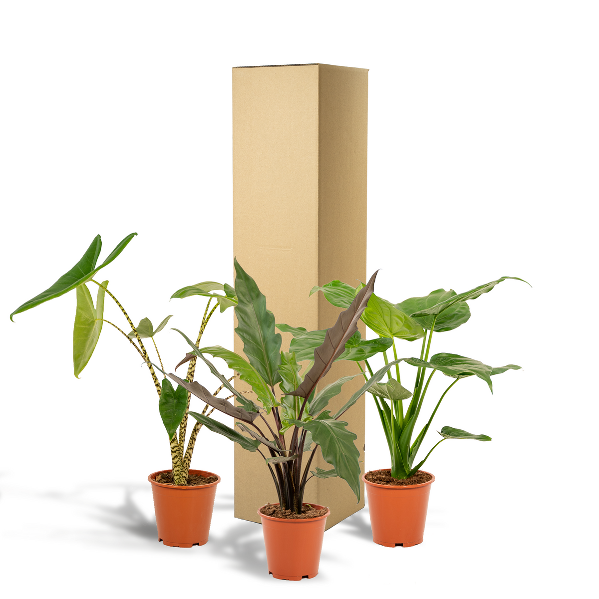 Alocasia Lauterbachiana (oreille d'éléphant) – Ø19 cm, 75 cm de haut – cucullata – photo 7