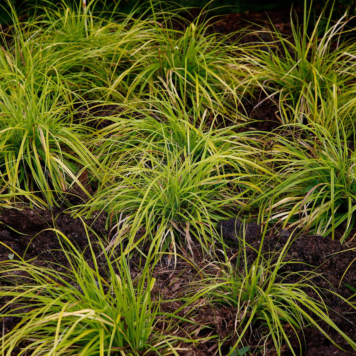 Carex oshimensis 'Everillo' (zegge) – geel – Ø17 cm, 50 cm hoog