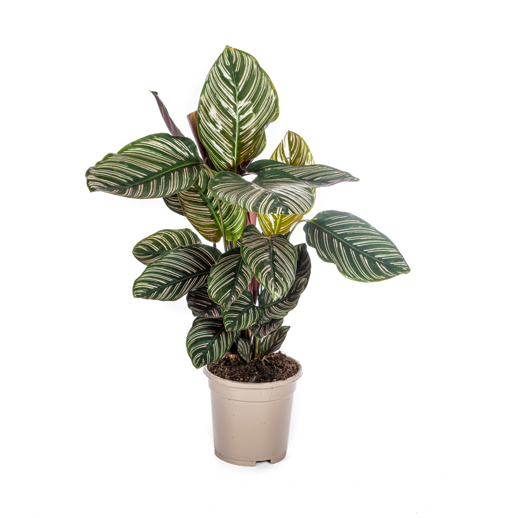 Calathea Ornata Sanderiana – Ø17 cm, 40–50 cm hoog