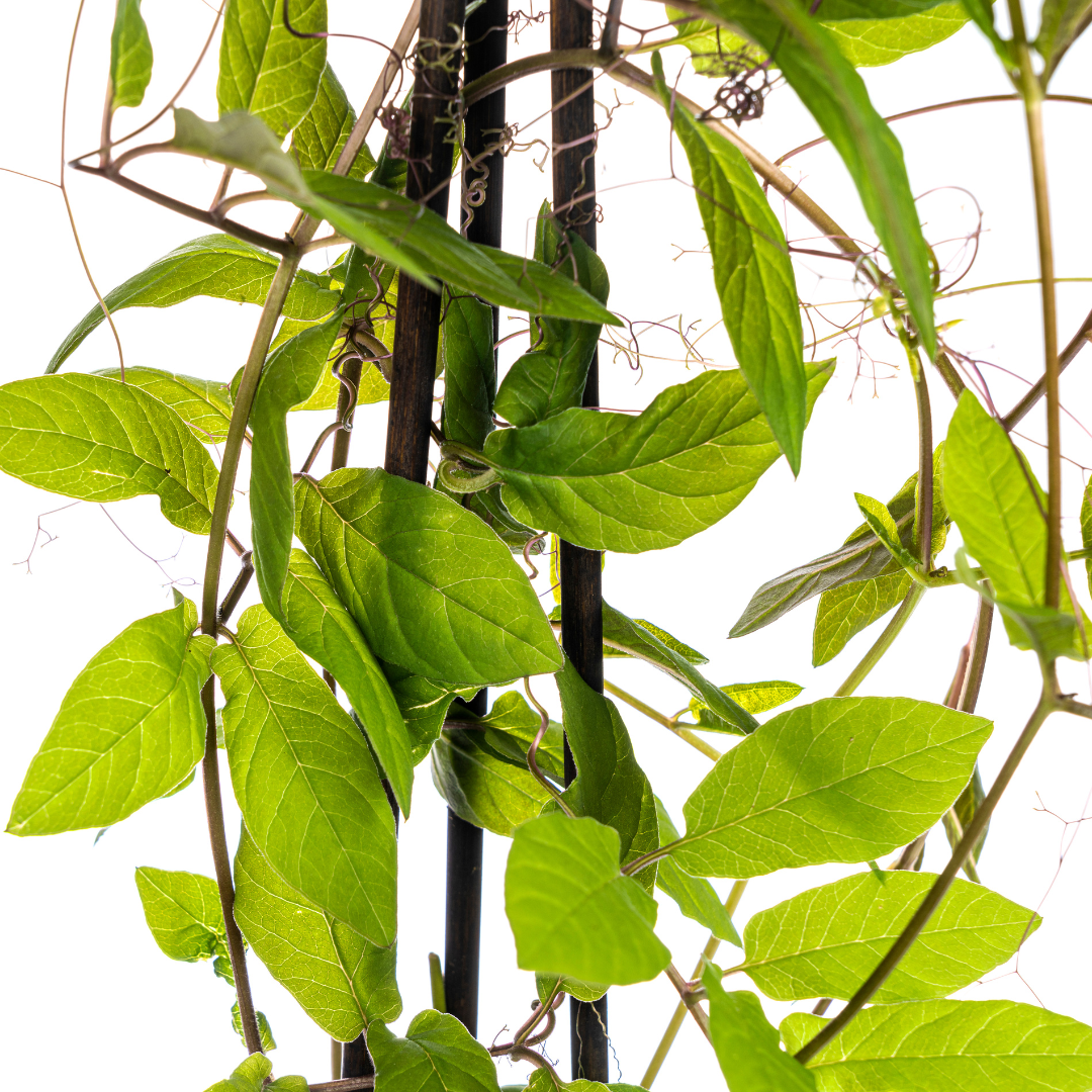 Klokjesrank (Cobaea scandens) – 4 planten, Ø13 cm, 60 cm hoog