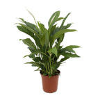 Spathiphyllum Torelli (lepelplant) – Ø17 cm, 65 cm hoog