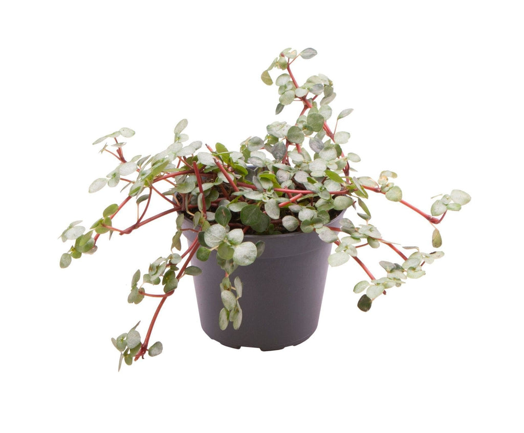 Pilea Glaucophylla Greyzy – Ø6 cm, 10 cm de haut – photo 2