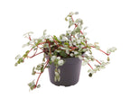 Pilea Glaucophylla Greyzy – Ø6 cm, 10 cm de haut