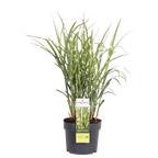 Miscanthus sinensis 'Strictus' (Japanisches Silbergras) – Ø 23 cm, 60 cm hoch