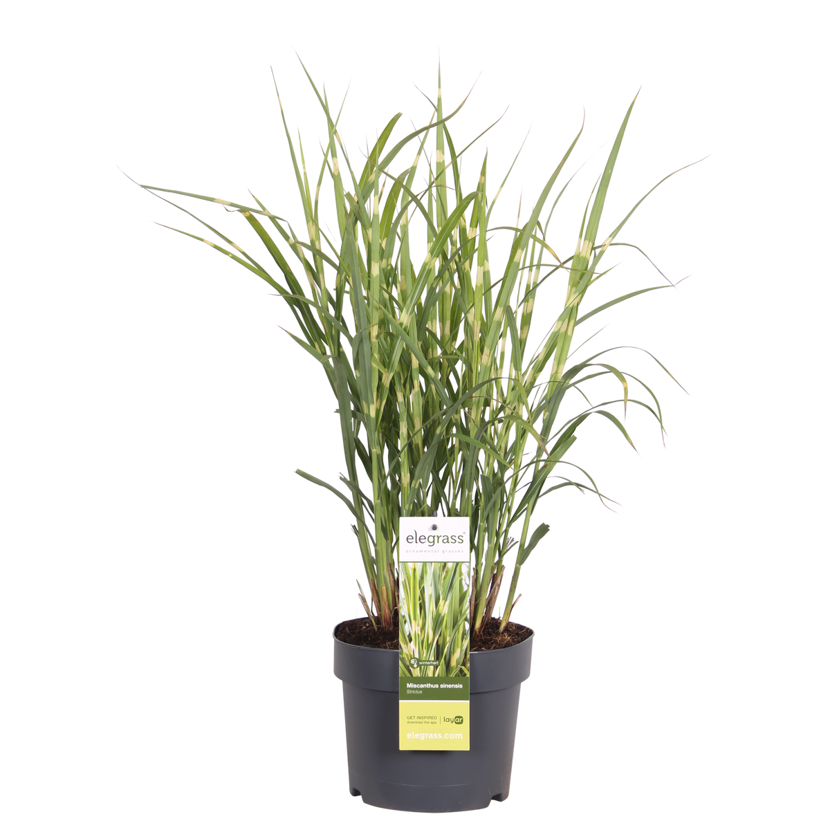 Miscanthus sinensis 'Strictus' (Japanisches Silbergras) – Ø 23 cm, 60 cm hoch – Bild 2