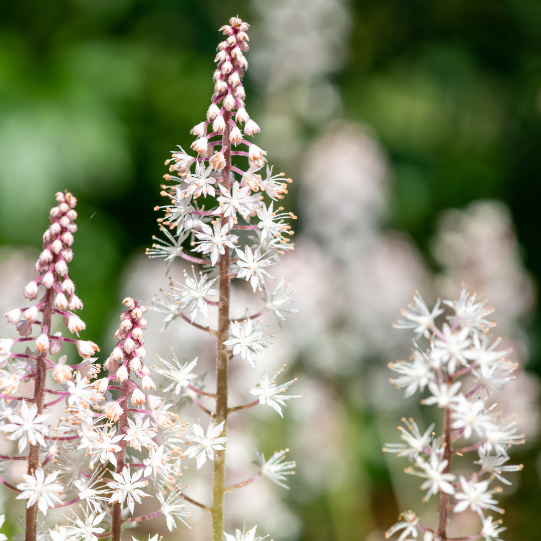 Tiarella cordifolia (tiarella à feuilles cordées) – 6 plantes, Ø9 cm, 10–25 cm de haut – photo 7