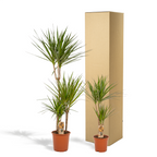 Dracaena (drakträd) – Ø21 cm, 70 cm hög