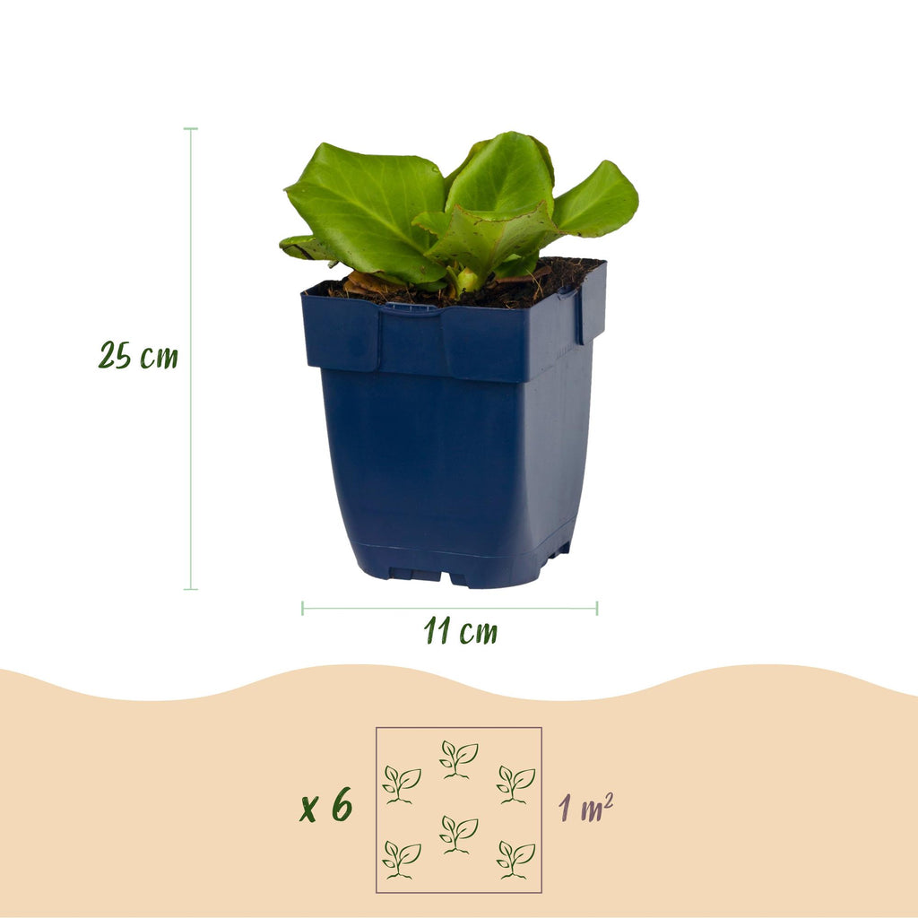 Bergenia cordifolia (Schuhleierpflanze) – rosa – Ø11 cm, 15–25 cm hoch – Bild 3