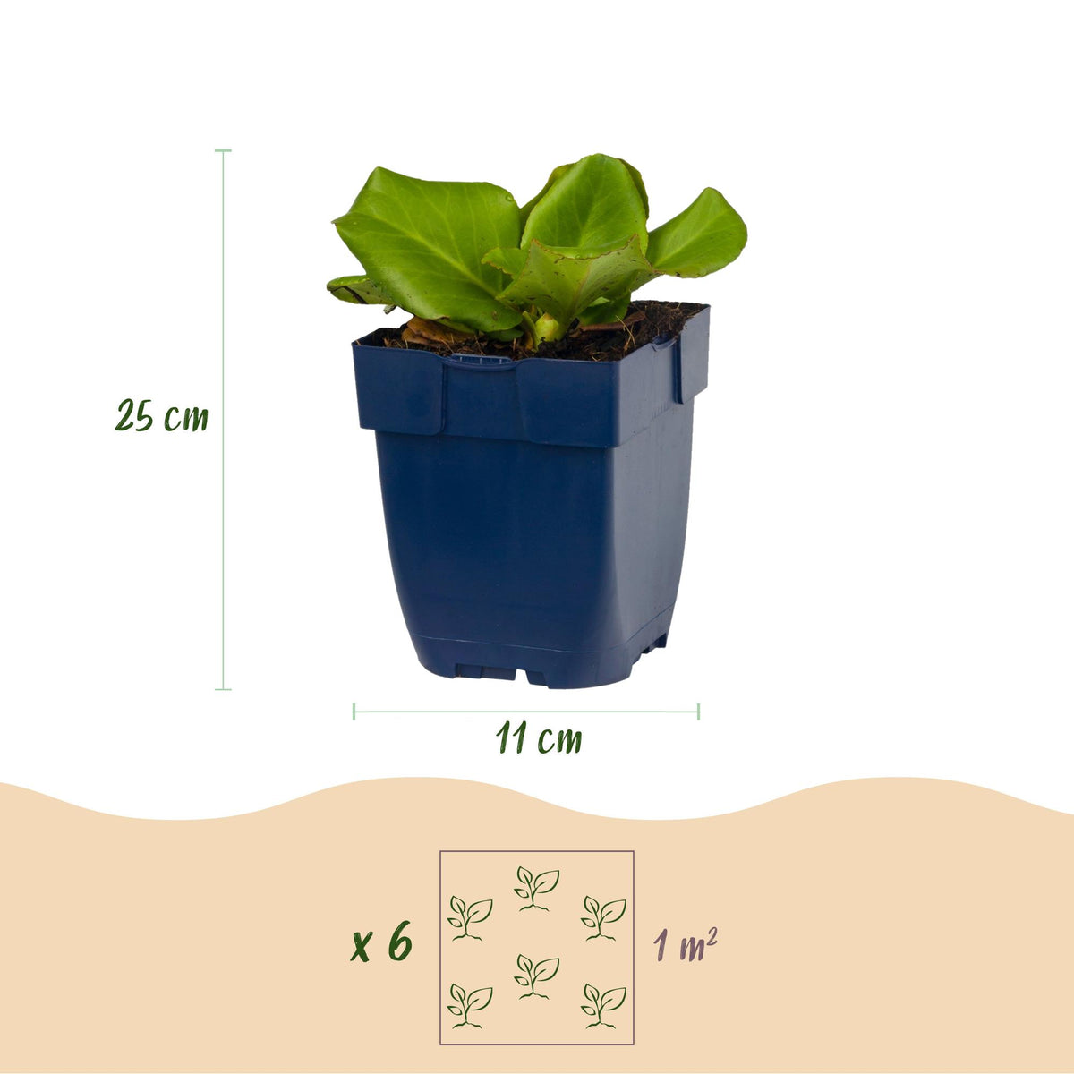 Bergenia cordifolia (schoenlappersplant) – roze – Ø11 cm, 15–25 cm hoog