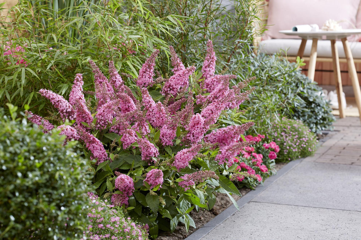 Buddleja davidii 'Butterfly Candy Little Pink' (vlinderstruik) – roze – Ø12 cm, 20–25 cm hoog
