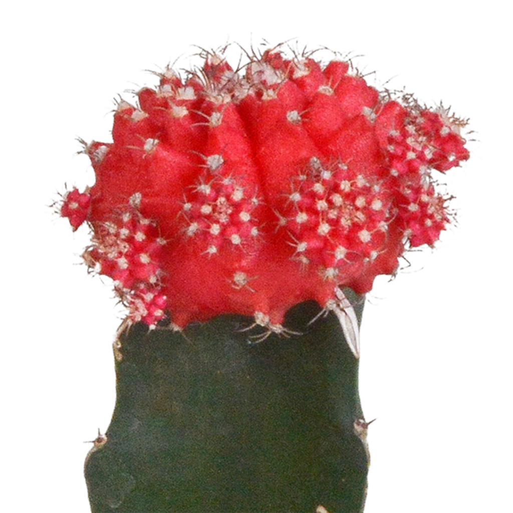 3× Euphorbia meloformis variegata – Ø6 cm, 22 cm høj