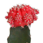 3× Euphorbia meloformis variegata – Ø6 cm, 22 cm høj