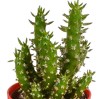 Mélange de cactus (Cactaceae) – Ø 6 cm, 16 cm de haut