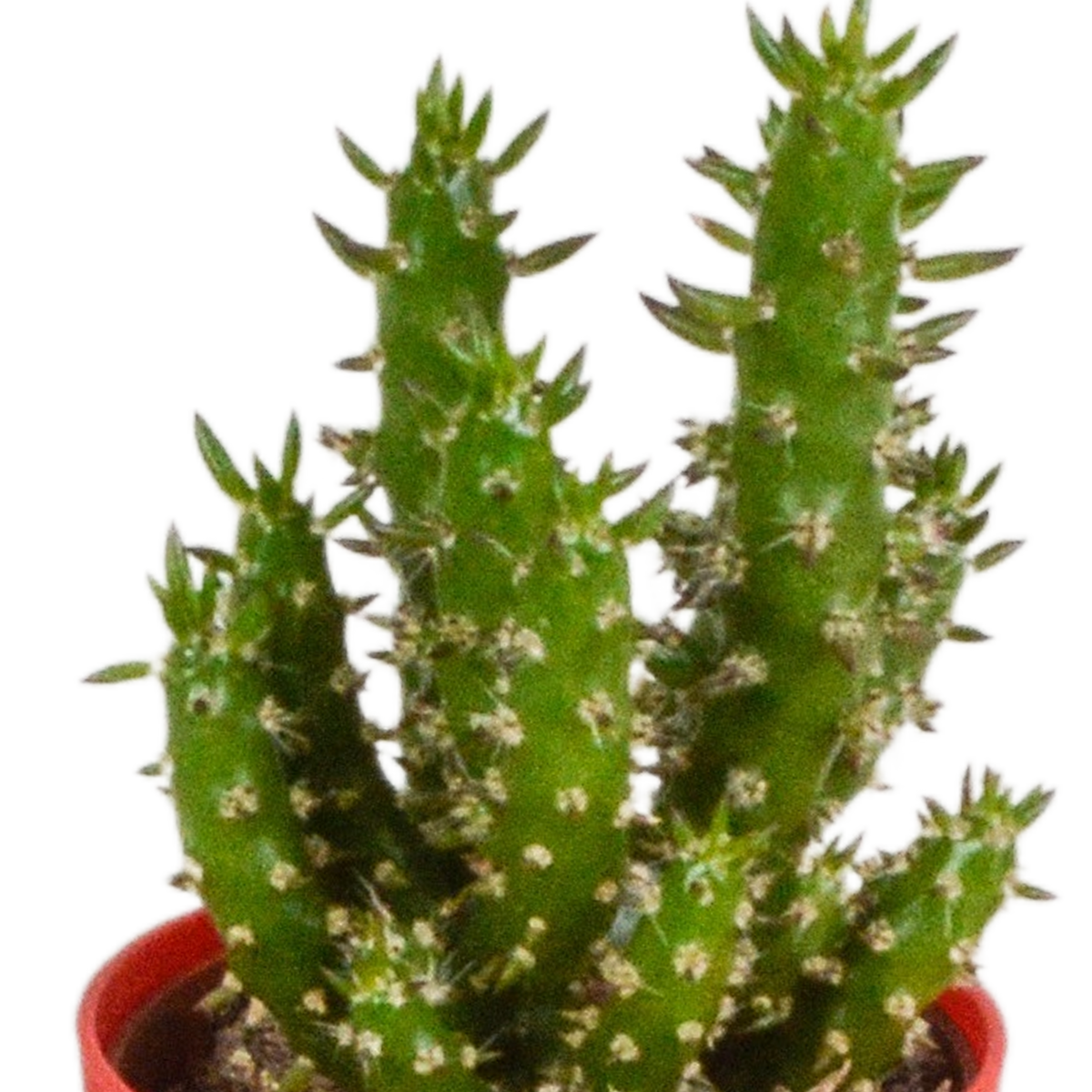 Mélange de cactus (Cactaceae) – Ø 6 cm, 16 cm de haut – photo 13