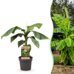 Musa 'Basjoo' (Bananenbaum) – Ø 21 cm, 70–90 cm hoch