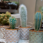 Lot de 6 cactus en mini-pots en céramique Madrid – Ø 6 cm, 8–12 cm de haut