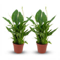 2× Spathiphyllum (peace lily) – Ø12 cm, 35–40 cm tall
