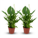 2× Spathiphyllum (peace lily) – Ø12 cm, 35–40 cm tall