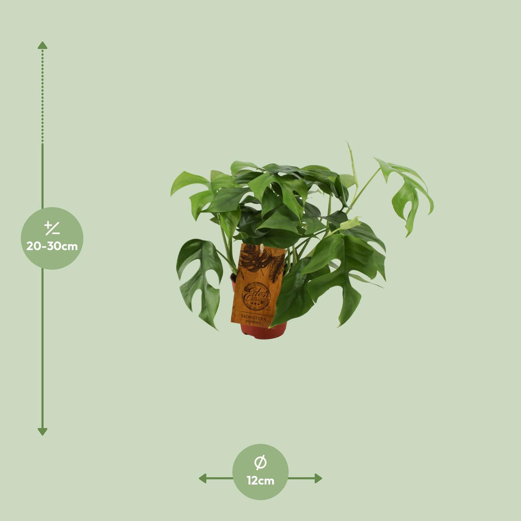 Monstera Minima (Mini-Monstera) – Ø 12 cm, 30 cm hoch