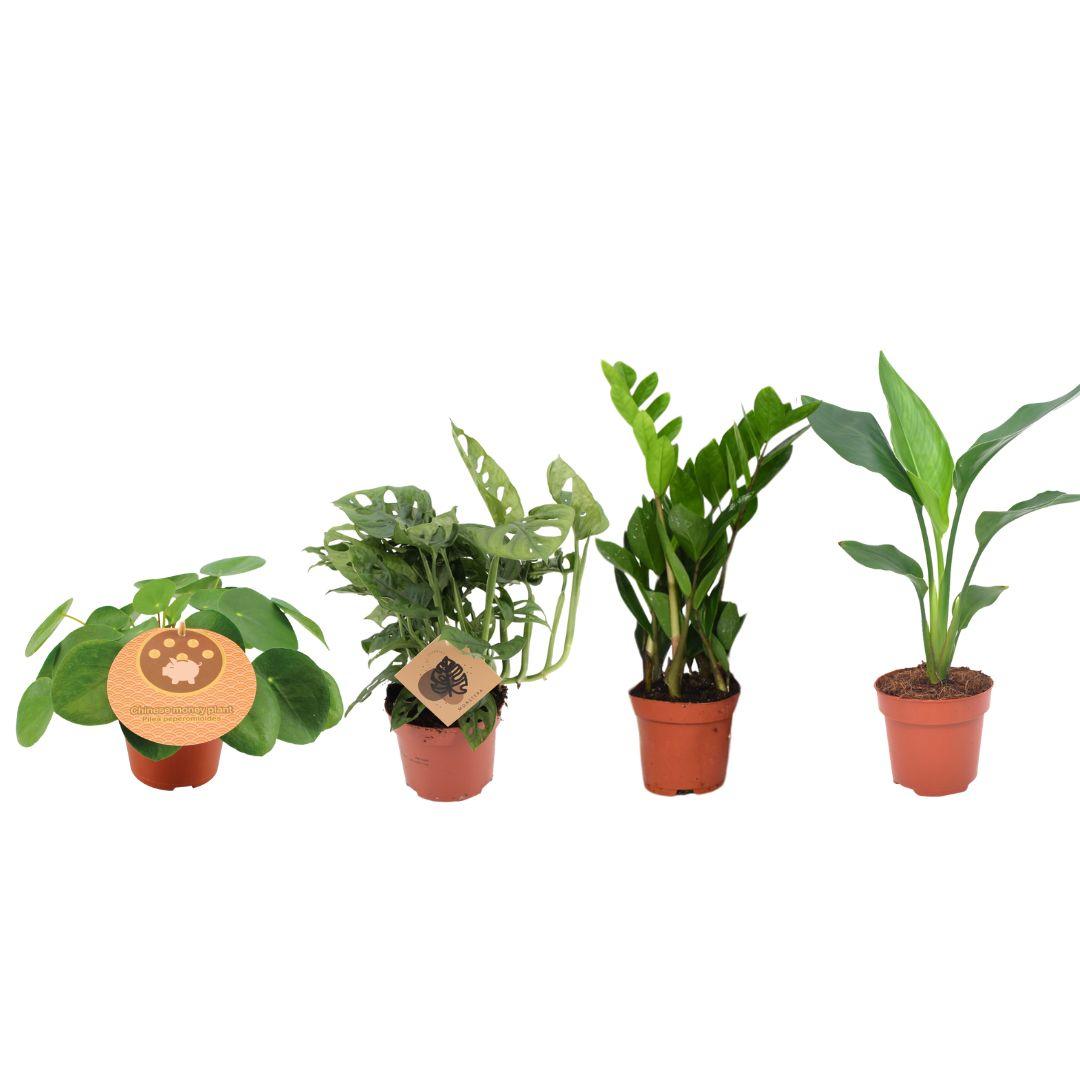 4× Plantemix – Ø12 cm, 20–40 cm høj – musthave