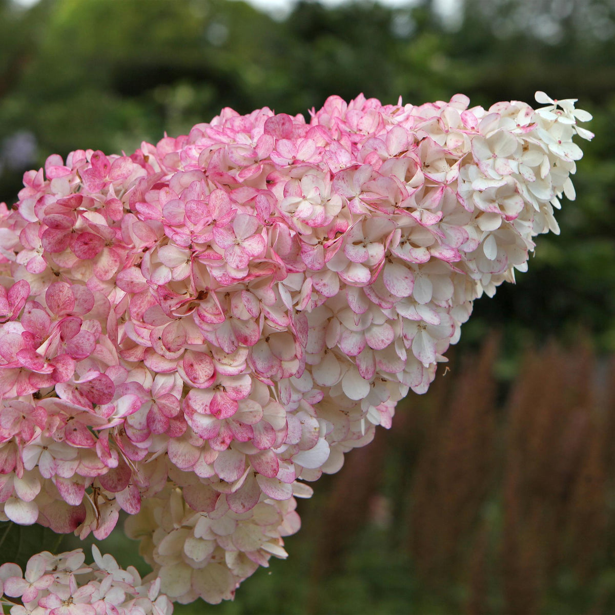 Hydrangea panniculata 'Vanille Fraise' (hortensia) – roze-wit – 3 planten, Ø17 cm, 50 cm hoog