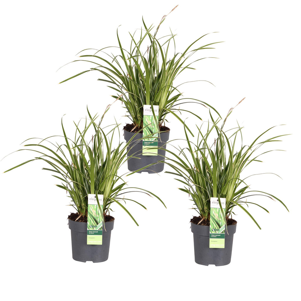 Carex morrowii 'Ice Dance' (zegge) – 3 planten, Ø14 cm, 30 cm hoog