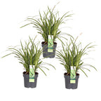 Carex morrowii 'Ice Dance' (zegge) – 3 planten, Ø14 cm, 30 cm hoog