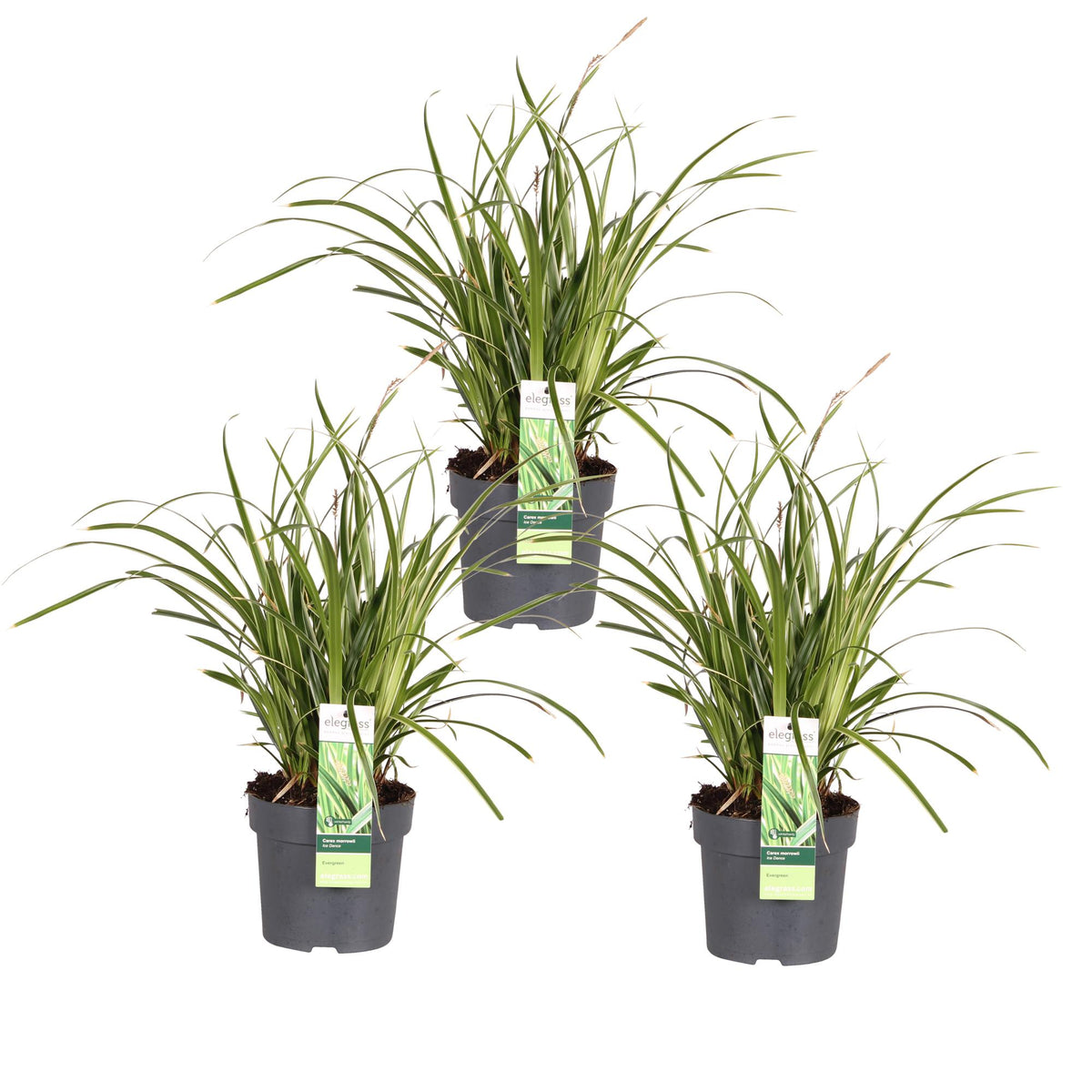 Carex morrowii 'Ice Dance' (zegge) – 3 planten, Ø14 cm, 30 cm hoog