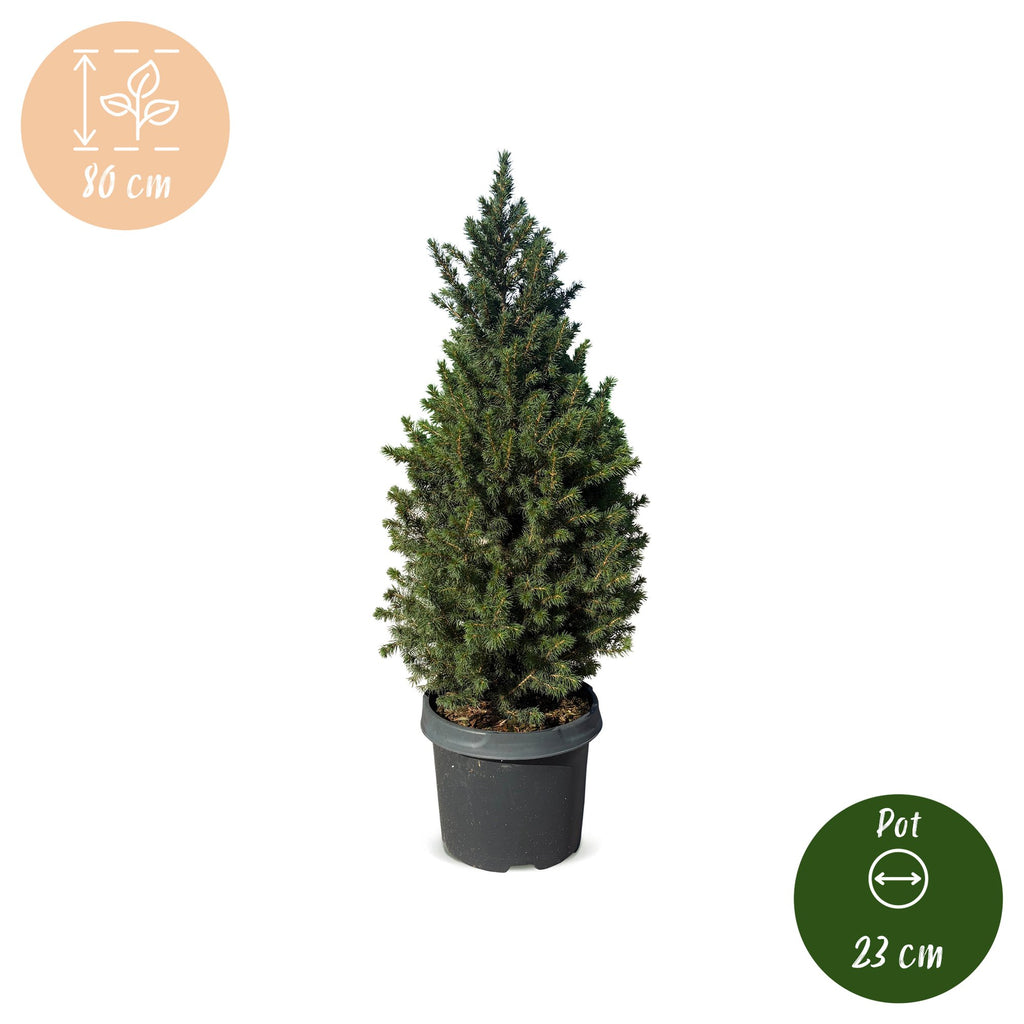 Picea glauca Conica (petit sapin de Noël) – Ø23 cm, 80 cm de haut