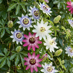 Passiflora 'Tricolour' (driekleurige passiebloem) – wit-paars-roze – 12 planten, Ø9 cm, 35 cm hoog