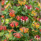 Lonicera 'Tricolour' (three-colored honeysuckle) – red-purple-orange-yellow – 9 plants, Ø9 cm, 35 cm high