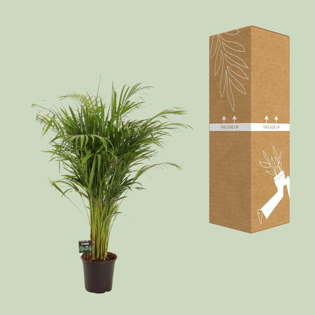 Dypsis lutescens (goudpalm) – Ø21 cm, 110 cm hoog