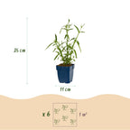 Verbena bonariensis 'Lollipop' (hardy) – purple – 12 plants, Ø11 cm, 15–25 cm high