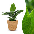 Musa Oriental Dwarf (bananier) avec panier – Ø12 cm, 30 cm de haut